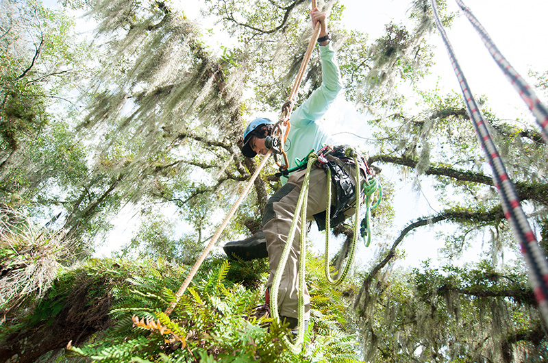 Coastal tree and moss management in Holmes Beach Florida