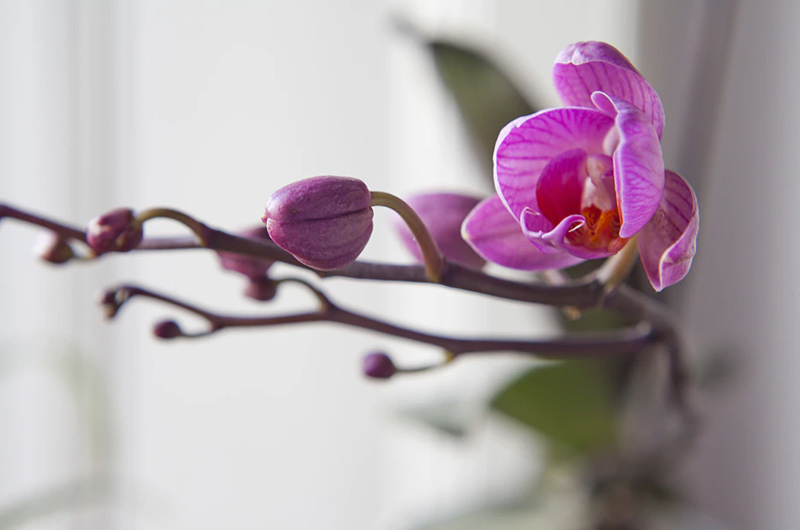 Tropical tree and orchid care on Longboat Key Florida