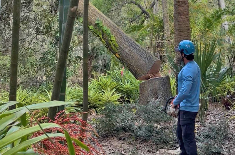 Scientific Tree Service crew providing professional tree care in Bradenton