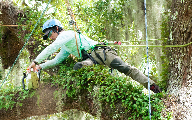 Scientific Tree Service arborists caring for trees in Southwest Florida