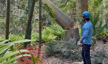 tree removal service in sarasota