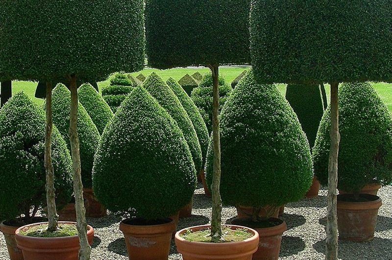 Ornamental tree care on Anna Maria Island Florida
