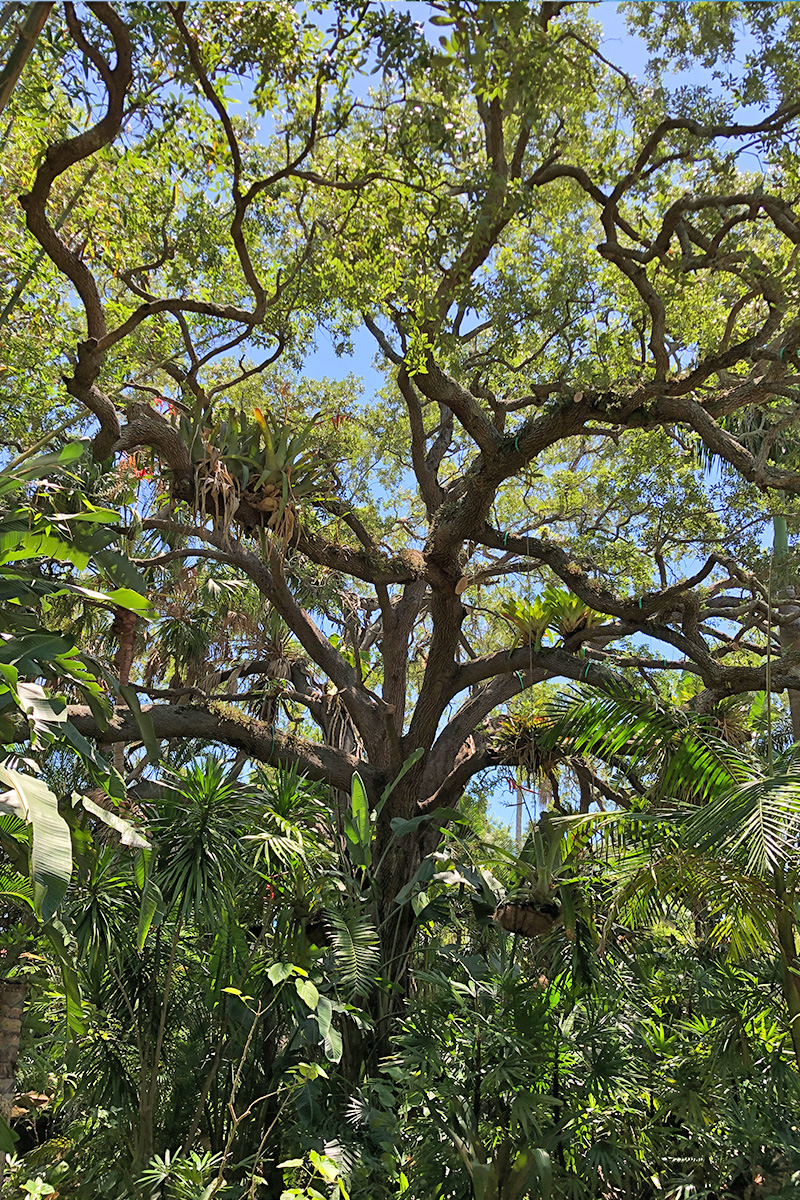 Tree pruning and property care in Parrish Florida